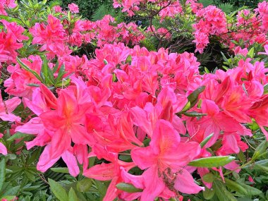 Şehir parkındaki büyük açelya ya da rhododendron. Bahçede çiçek açan açelyalar (rhododendron) mevsimi. Çiçek arkaplanı. Doğa