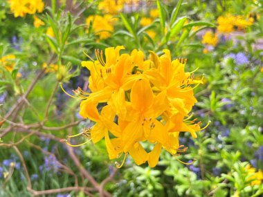 Şehir parkındaki büyük açelya ya da rhododendron. Bahçede çiçek açan açelyalar (rhododendron) mevsimi. Çiçek arkaplanı. Doğa