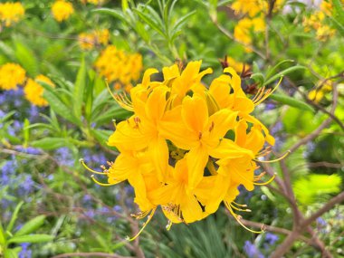 Şehir parkındaki büyük açelya ya da rhododendron. Bahçede çiçek açan açelyalar (rhododendron) mevsimi. Çiçek arkaplanı. Doğa