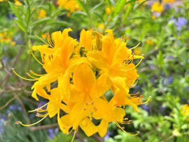 Şehir parkındaki büyük açelya ya da rhododendron. Bahçede çiçek açan açelyalar (rhododendron) mevsimi. Çiçek arkaplanı. Doğa