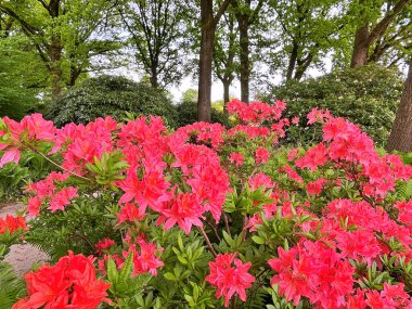 Şehir parkındaki büyük açelya ya da rhododendron. Bahçede çiçek açan açelyalar (rhododendron) mevsimi. Çiçek arkaplanı. Doğa