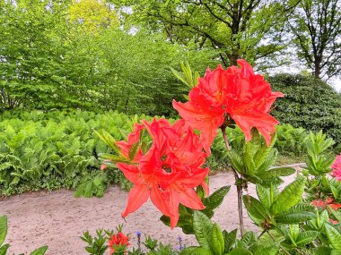 Şehir parkındaki büyük açelya ya da rhododendron. Bahçede çiçek açan açelyalar (rhododendron) mevsimi. Çiçek arkaplanı. Doğa