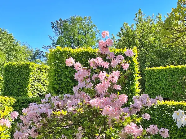 Şehir parkındaki büyük açelya ya da rhododendron. Bahçede çiçek açan açelyalar (rhododendron) mevsimi. Çiçek arkaplanı. Doğa