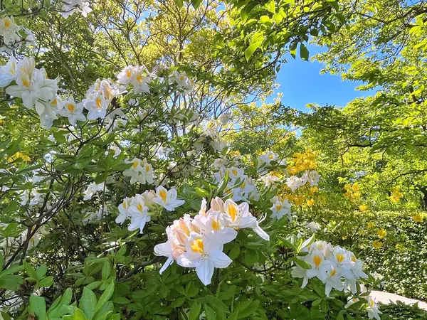 Şehir parkındaki büyük açelya ya da rhododendron. Bahçede çiçek açan açelyalar (rhododendron) mevsimi. Çiçek arkaplanı. Doğa