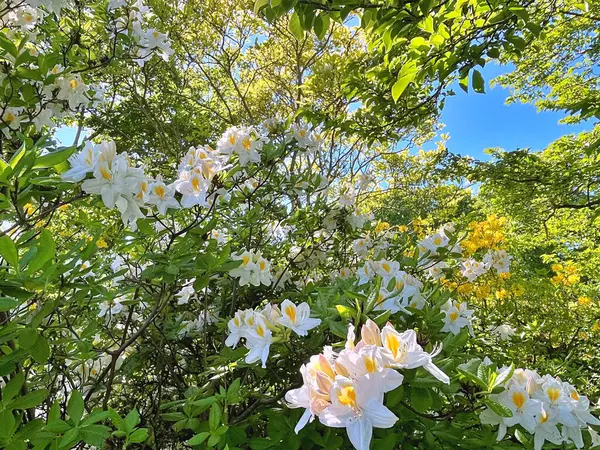 Şehir parkındaki büyük açelya ya da rhododendron. Bahçede çiçek açan açelyalar (rhododendron) mevsimi. Çiçek arkaplanı. Doğa