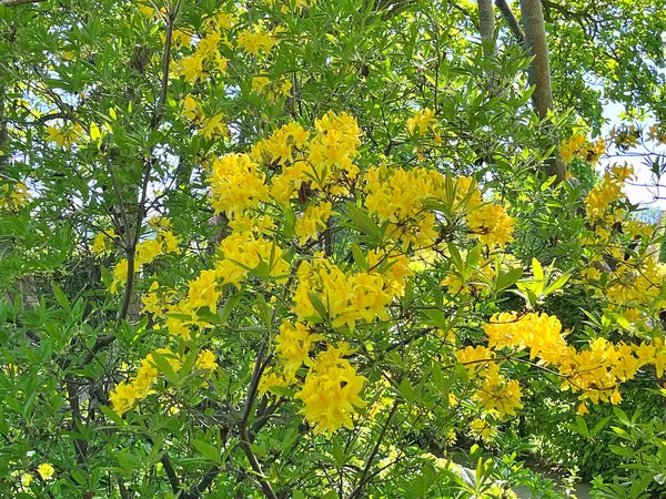 Şehir parkındaki büyük açelya ya da rhododendron. Bahçede çiçek açan açelyalar (rhododendron) mevsimi. Çiçek arkaplanı. Doğa