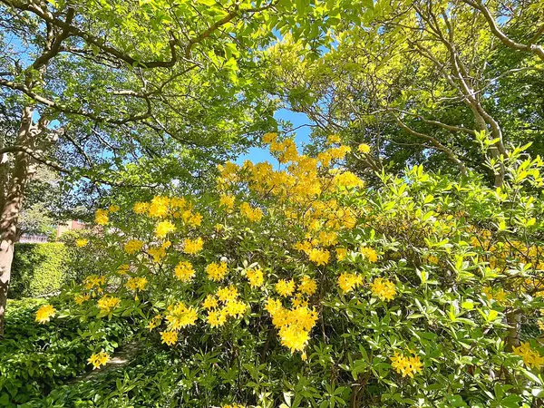 Şehir parkındaki büyük açelya ya da rhododendron. Bahçede çiçek açan açelyalar (rhododendron) mevsimi. Çiçek arkaplanı. Doğa
