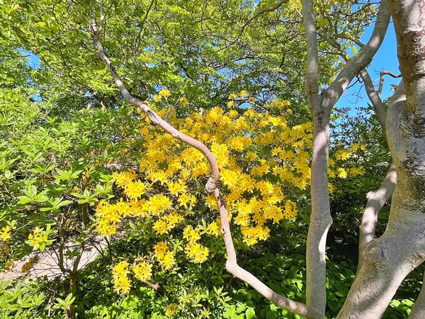 Şehir parkındaki büyük açelya ya da rhododendron. Bahçede çiçek açan açelyalar (rhododendron) mevsimi. Çiçek arkaplanı. Doğa