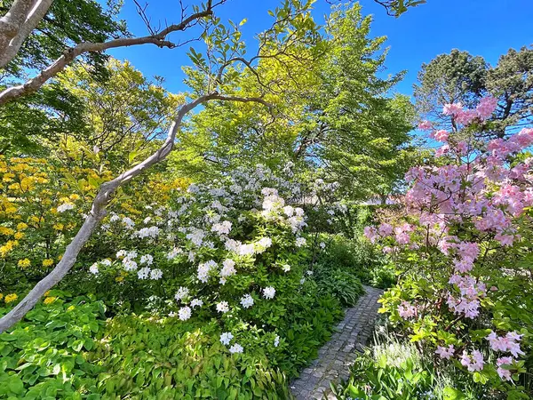 Şehir parkındaki büyük açelya ya da rhododendron. Bahçede çiçek açan açelyalar (rhododendron) mevsimi. Çiçek arkaplanı. Doğa