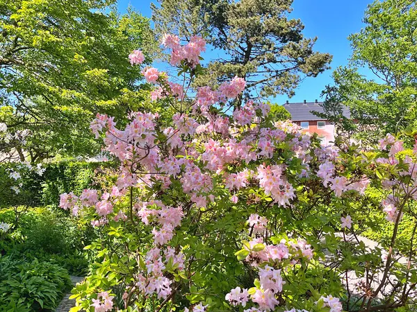 Şehir parkındaki büyük açelya ya da rhododendron. Bahçede çiçek açan açelyalar (rhododendron) mevsimi. Çiçek arkaplanı. Doğa