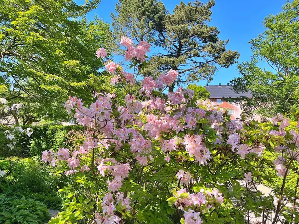 Şehir parkındaki büyük açelya ya da rhododendron. Bahçede çiçek açan açelyalar (rhododendron) mevsimi. Çiçek arkaplanı. Doğa