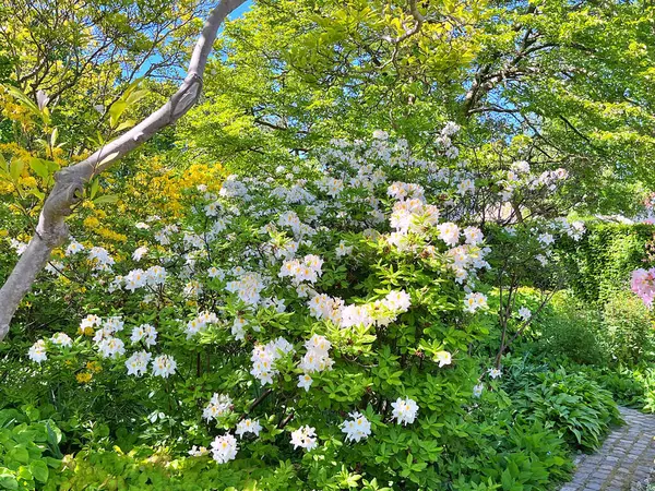Şehir parkındaki büyük açelya ya da rhododendron. Bahçede çiçek açan açelyalar (rhododendron) mevsimi. Çiçek arkaplanı. Doğa