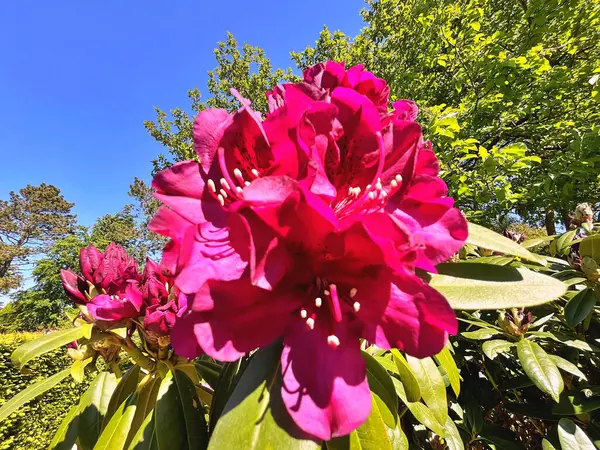 Şehir parkındaki büyük açelya ya da rhododendron. Bahçede çiçek açan açelyalar (rhododendron) mevsimi. Çiçek arkaplanı. Doğa