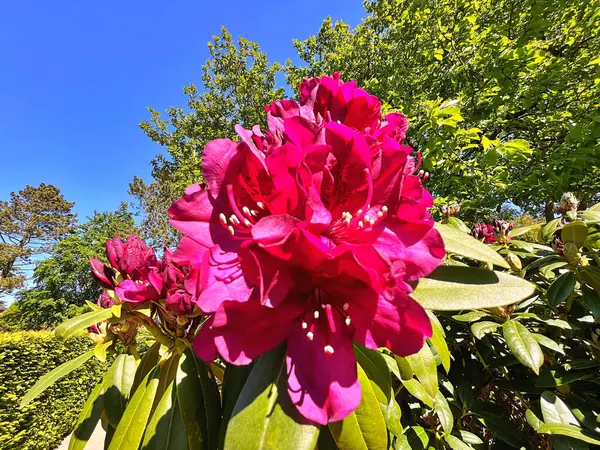 Şehir parkındaki büyük açelya ya da rhododendron. Bahçede çiçek açan açelyalar (rhododendron) mevsimi. Çiçek arkaplanı. Doğa