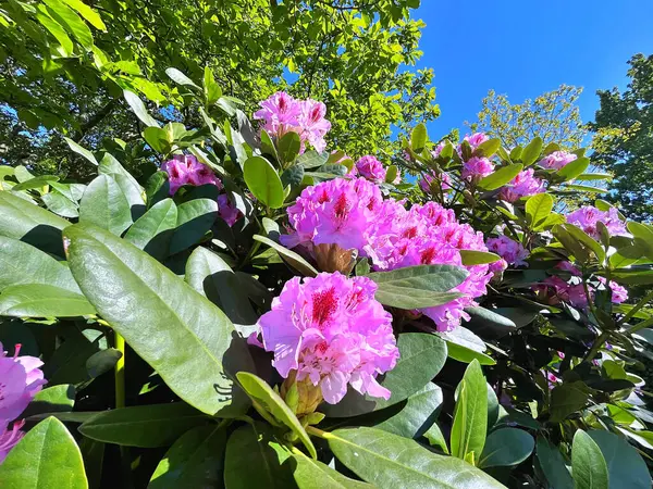 Şehir parkındaki büyük açelya ya da rhododendron. Bahçede çiçek açan açelyalar (rhododendron) mevsimi. Çiçek arkaplanı. Doğa