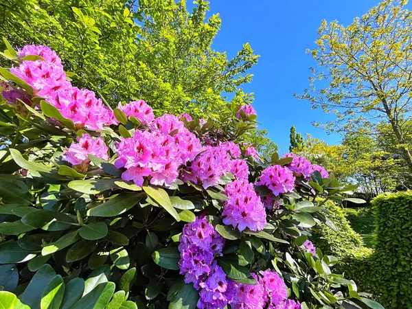 Şehir parkındaki büyük açelya ya da rhododendron. Bahçede çiçek açan açelyalar (rhododendron) mevsimi. Çiçek arkaplanı. Doğa