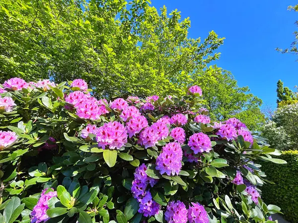 Şehir parkındaki büyük açelya ya da rhododendron. Bahçede çiçek açan açelyalar (rhododendron) mevsimi. Çiçek arkaplanı. Doğa