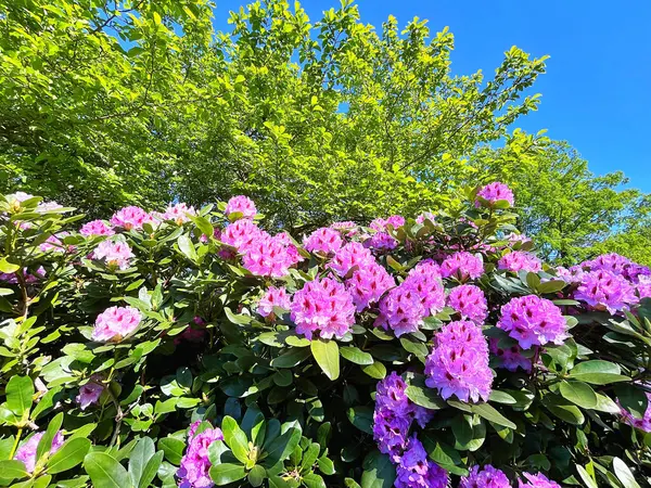 Şehir parkındaki büyük açelya ya da rhododendron. Bahçede çiçek açan açelyalar (rhododendron) mevsimi. Çiçek arkaplanı. Doğa