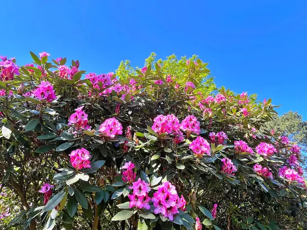 Şehir parkındaki büyük açelya ya da rhododendron. Bahçede çiçek açan açelyalar (rhododendron) mevsimi. Çiçek arkaplanı. Doğa