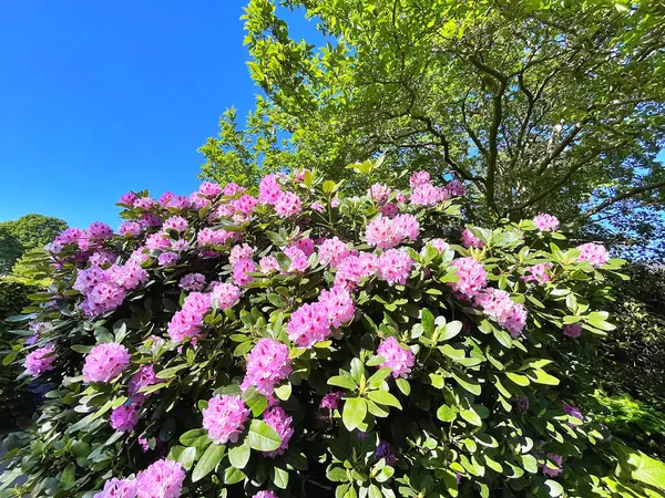 Şehir parkındaki büyük açelya ya da rhododendron. Bahçede çiçek açan açelyalar (rhododendron) mevsimi. Çiçek arkaplanı. Doğa