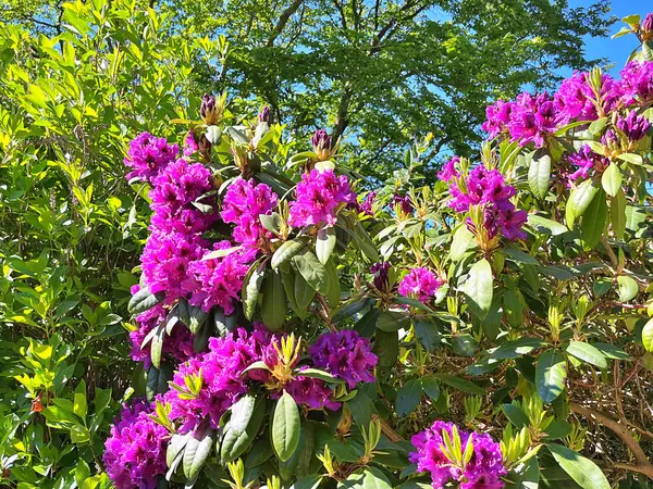Şehir parkındaki büyük açelya ya da rhododendron. Bahçede çiçek açan açelyalar (rhododendron) mevsimi. Çiçek arkaplanı. Doğa