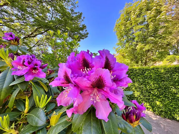Şehir parkındaki büyük açelya ya da rhododendron. Bahçede çiçek açan açelyalar (rhododendron) mevsimi. Çiçek arkaplanı. Doğa