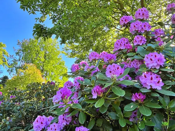Şehir parkındaki büyük açelya ya da rhododendron. Bahçede çiçek açan açelyalar (rhododendron) mevsimi. Çiçek arkaplanı. Doğa