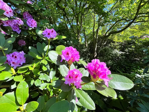 Şehir parkındaki büyük açelya ya da rhododendron. Bahçede çiçek açan açelyalar (rhododendron) mevsimi. Çiçek arkaplanı. Doğa