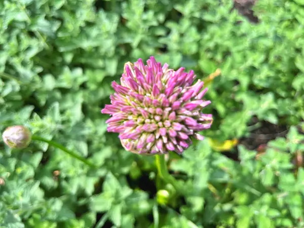 Bahçedeki çiçekler. Bahçedeki süs çiçekleri. Bahçeye yakın. Çiçek arkaplanı