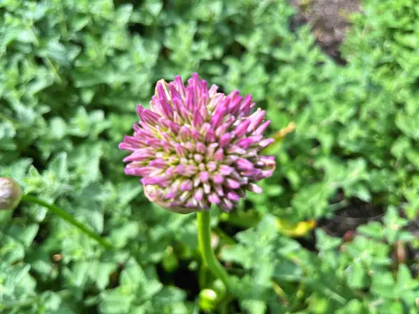 Bahçedeki çiçekler. Bahçedeki süs çiçekleri. Bahçeye yakın. Çiçek arkaplanı