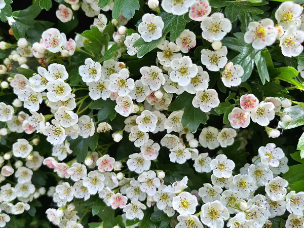 Yeşil yapraklı narin beyaz çiçekli Choisya çalısı. Meksika Sahte Portakalı Her zaman Yeşil Çalı