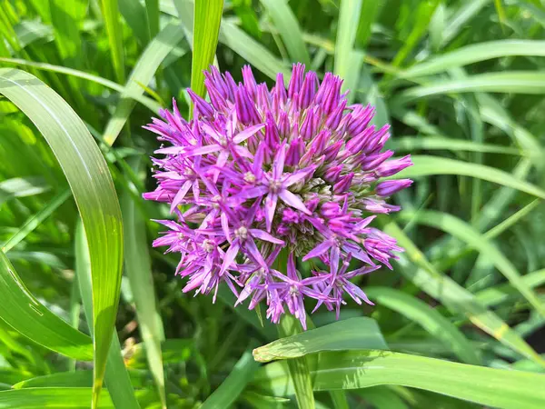 Bahçedeki çiçekler. Bahçedeki süs çiçekleri. Bahçeye yakın. Çiçek arkaplanı