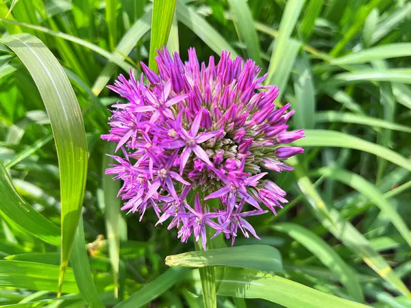 Bahçedeki çiçekler. Bahçedeki süs çiçekleri. Bahçeye yakın. Çiçek arkaplanı
