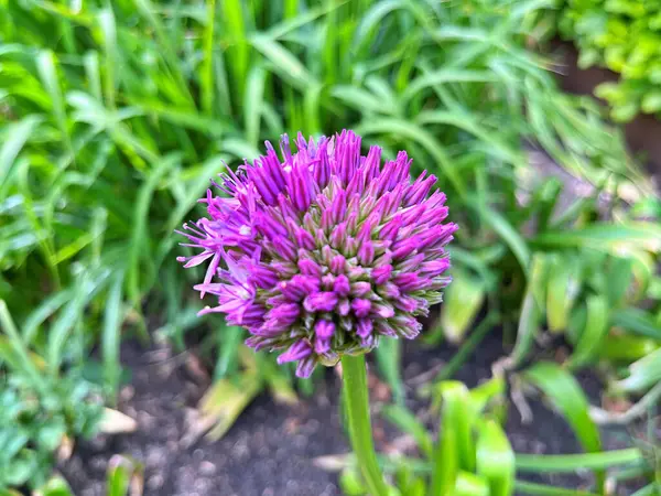 Bahçedeki çiçekler. Bahçedeki süs çiçekleri. Bahçeye yakın. Çiçek arkaplanı