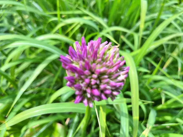 Bahçedeki çiçekler. Bahçedeki süs çiçekleri. Bahçeye yakın. Çiçek arkaplanı