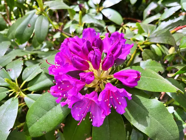 Şehir parkındaki büyük açelya ya da rhododendron. Bahçede çiçek açan açelyalar (rhododendron) mevsimi. Çiçek arkaplanı. Doğa
