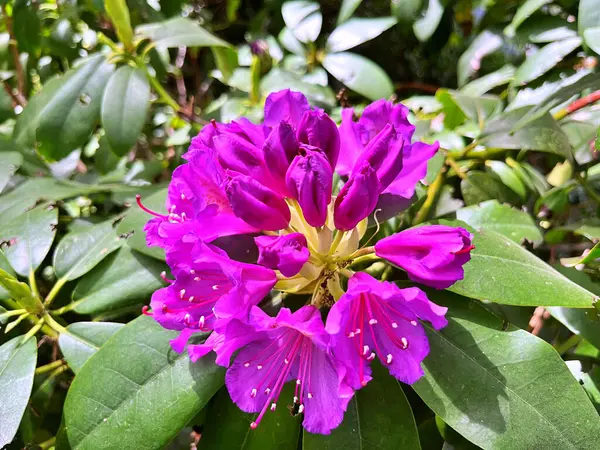 Şehir parkındaki büyük açelya ya da rhododendron. Bahçede çiçek açan açelyalar (rhododendron) mevsimi. Çiçek arkaplanı. Doğa
