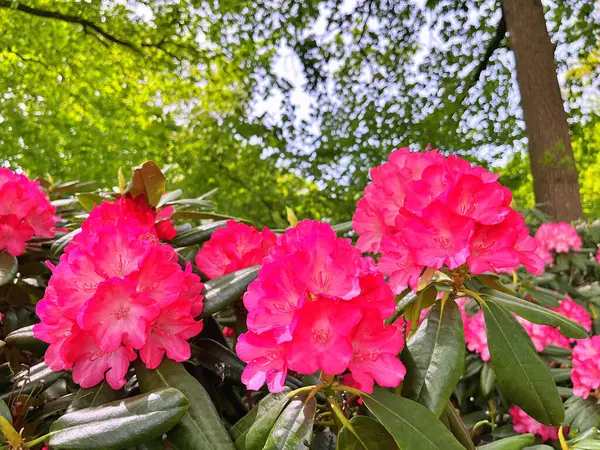 Şehir parkındaki büyük açelya ya da rhododendron. Bahçede çiçek açan açelyalar (rhododendron) mevsimi. Çiçek arkaplanı. Doğa