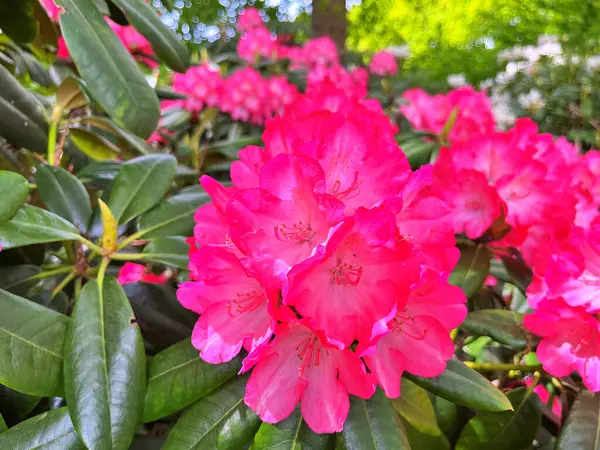 Şehir parkındaki büyük açelya ya da rhododendron. Bahçede çiçek açan açelyalar (rhododendron) mevsimi. Çiçek arkaplanı. Doğa