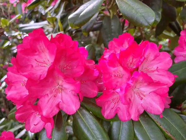 Şehir parkındaki büyük açelya ya da rhododendron. Bahçede çiçek açan açelyalar (rhododendron) mevsimi. Çiçek arkaplanı. Doğa