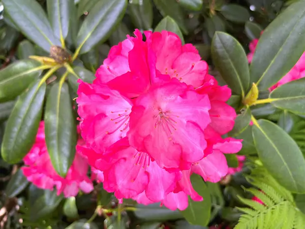 Şehir parkındaki büyük açelya ya da rhododendron. Bahçede çiçek açan açelyalar (rhododendron) mevsimi. Çiçek arkaplanı. Doğa