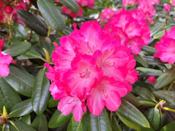 Şehir parkındaki büyük açelya ya da rhododendron. Bahçede çiçek açan açelyalar (rhododendron) mevsimi. Çiçek arkaplanı. Doğa