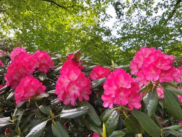Şehir parkındaki büyük açelya ya da rhododendron. Bahçede çiçek açan açelyalar (rhododendron) mevsimi. Çiçek arkaplanı. Doğa