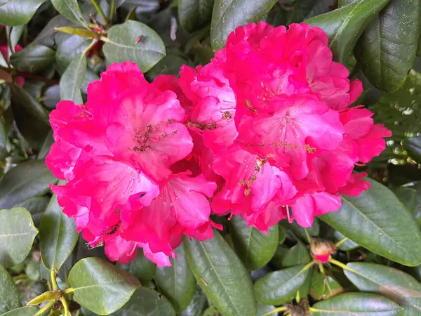 Şehir parkındaki büyük açelya ya da rhododendron. Bahçede çiçek açan açelyalar (rhododendron) mevsimi. Çiçek arkaplanı. Doğa