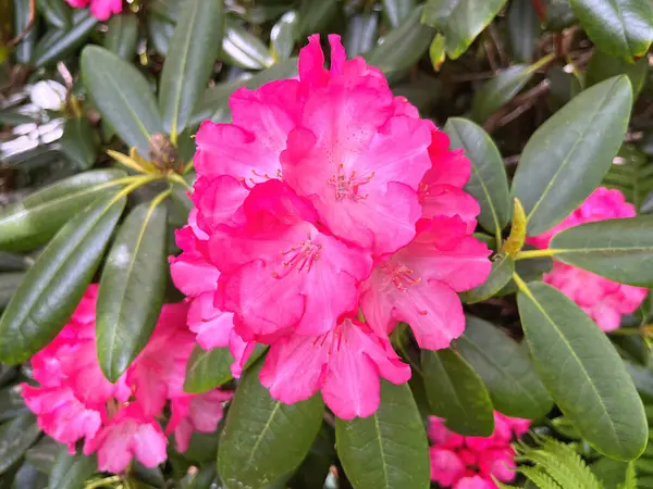 Şehir parkındaki büyük açelya ya da rhododendron. Bahçede çiçek açan açelyalar (rhododendron) mevsimi. Çiçek arkaplanı. Doğa