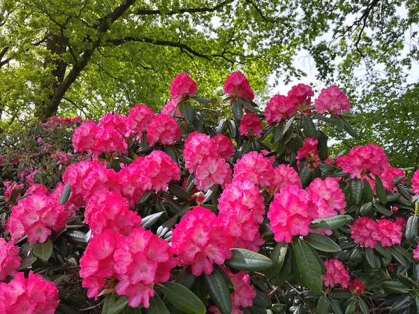 Şehir parkındaki büyük açelya ya da rhododendron. Bahçede çiçek açan açelyalar (rhododendron) mevsimi. Çiçek arkaplanı. Doğa