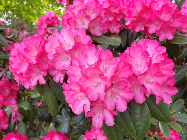 Şehir parkındaki büyük açelya ya da rhododendron. Bahçede çiçek açan açelyalar (rhododendron) mevsimi. Çiçek arkaplanı. Doğa