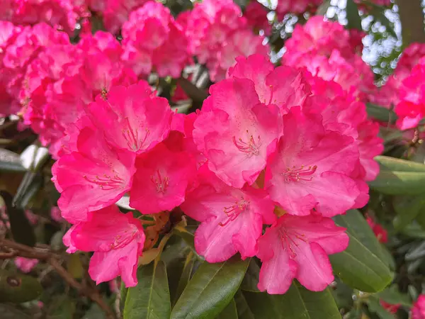 Şehir parkındaki büyük açelya ya da rhododendron. Bahçede çiçek açan açelyalar (rhododendron) mevsimi. Çiçek arkaplanı. Doğa