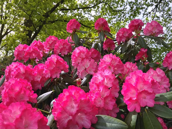 Şehir parkındaki büyük açelya ya da rhododendron. Bahçede çiçek açan açelyalar (rhododendron) mevsimi. Çiçek arkaplanı. Doğa