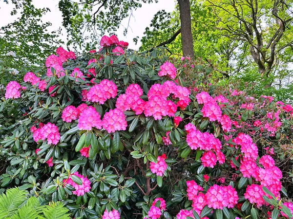 Şehir parkındaki büyük açelya ya da rhododendron. Bahçede çiçek açan açelyalar (rhododendron) mevsimi. Çiçek arkaplanı. Doğa